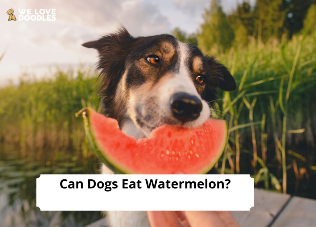 are the white seeds in watermelon bad for dogs