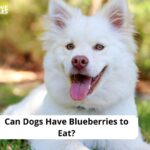 Can Dogs Have Blueberries