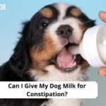 Can I Give My Dog Milk for Constipation