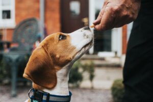 can dogs eat clover sprouts