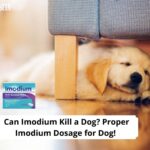 Can-Imodium-Kill-a-Dog-Proper-Imodium-Dosage-for-Dog-template