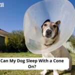 Can My Dog Sleep With a Cone On