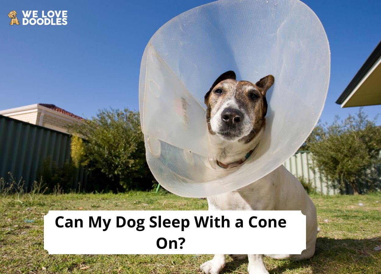 Can My Dog Sleep With a Cone On? (2023) - We Love Doodles