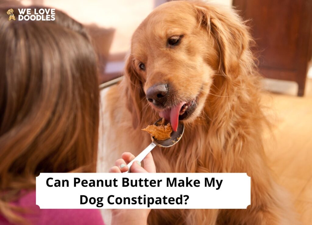 Can Peanut Butter Make My Dog Constipated? (2023) We Love Doodles