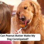Can Peanut Butter Make My Dog Constipated