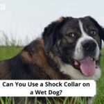 Can You Use a Shock Collar on a Wet Dog