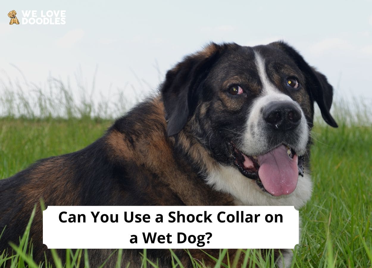 Can you put a shock collar on a wet 2024 dog