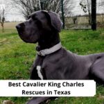Cavalier King Charles Rescues in Texas