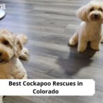 Cockapoo Rescues in Colorado