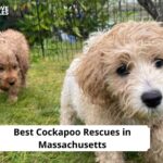 Cockapoo Rescues in Massachusetts
