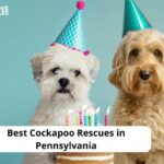 Cockapoo Rescues in Pennsylvania
