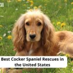 Cocker Spaniel Rescues