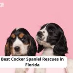 Cocker Spaniel Rescues in Florida