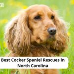 Cocker Spaniel Rescues in North Carolina