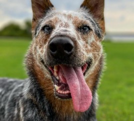 https://welovedoodles.com/wp-content/uploads/2022/09/Conclusion-For-The-Best-Australian-Cattle-Dog-Rescues-in-the-United-States.jpeg