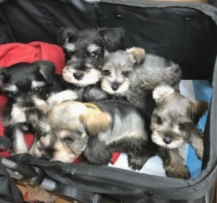 Conclusion For The Best Schnauzer Rescues in Ohio"