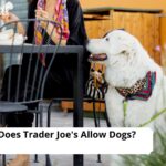 Does Trader Joe's Allow Dogs