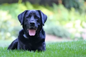 can dogs eat clover sprouts