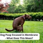 Dog-Poop-Encased-in-Membrane-What-Does-This-Mean-template