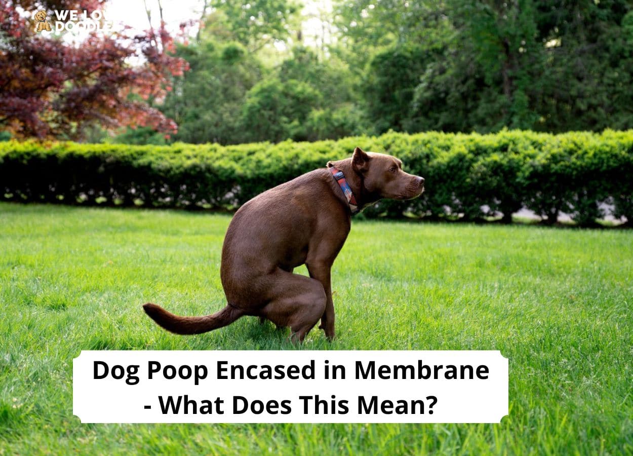 Dog Poop Color Chart: What It All Means, 49% OFF