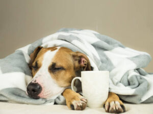 Food Poisoning or Infection