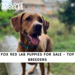 Fox Red Lab Puppies