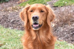 can dogs eat clover sprouts