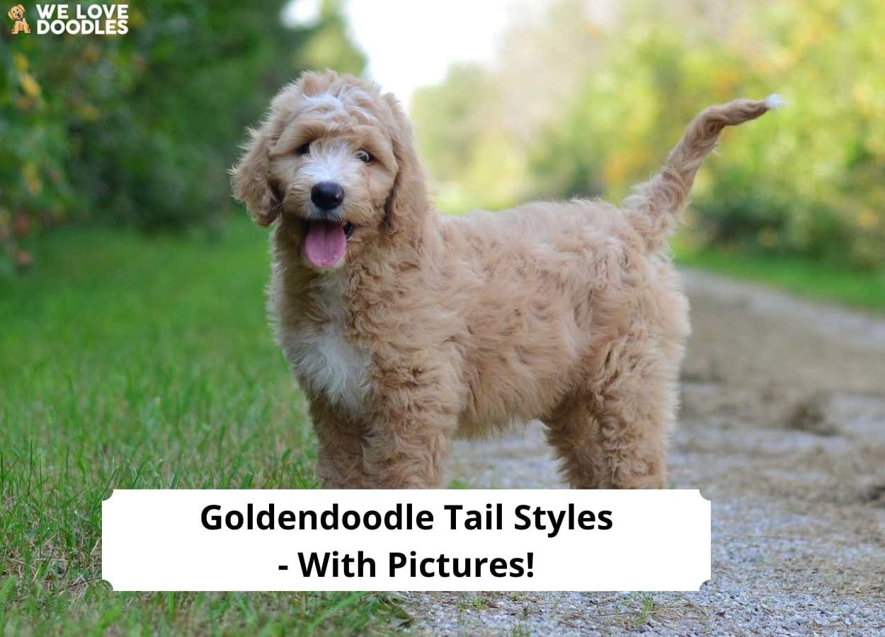 do you dock goldendoodles tails