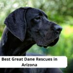 Great Dane Rescues in Arizona