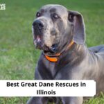 Great Dane Rescues in Illinois