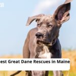 Great Dane Rescues in Maine