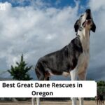 Great Dane Rescues in Oregon
