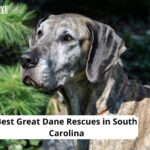 Great Dane Rescues in South Carolina