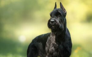 Great Lakes Giant Schnauzer Rescue (OHSchnauzer)