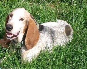 7 Best Basset Hound Rescues in Ohio!