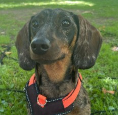 How Did The Dapple Weiner Dog Get That Way