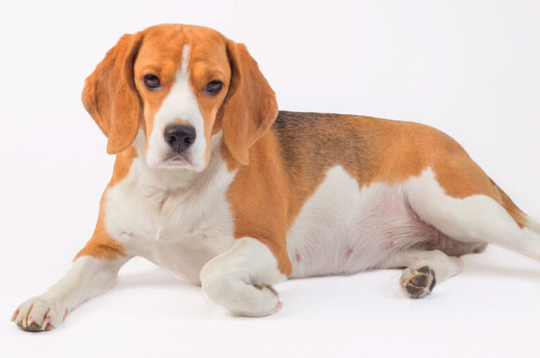 Human Amoxicillin For Dogs Dosage What You Need To Know! (2024) We