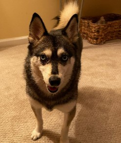 Alaskan Klee Kai-DOG-Male-Agouti / White-2833426-Petland Eastgate, Ohio