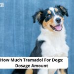 How Much Tramadol For Dogs