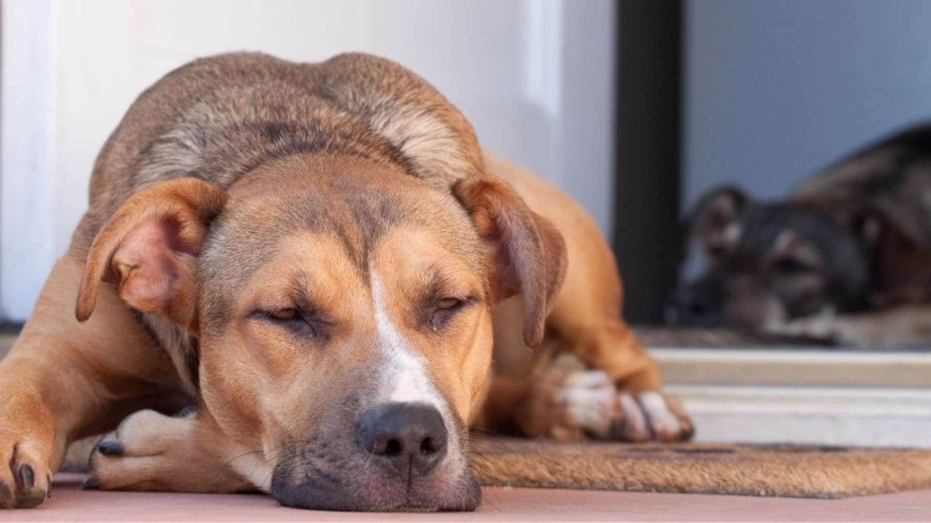 Trazodone For Dogs Dosage by Weight With Charts!