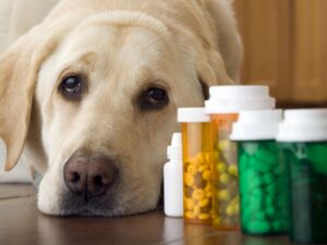 How Much Amoxicillin Can I Give My Dog? Dosage Tips and More - GoodRx