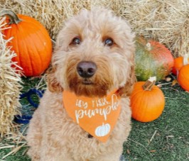 How to Keep Labradoodle From Matting!