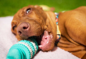 Conclusion For "How to Stop Your Dog From Eating Everything"