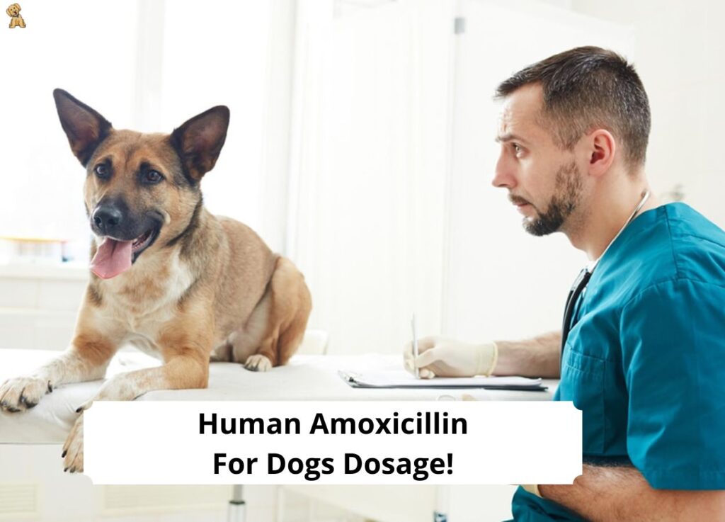 can humans take dog antibiotics amoxicillin