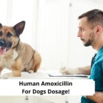 Human-Amoxicillin-For-Dogs-Dosage-template