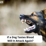 If-a-Dog-Tastes-Blood-Will-It-Attack-Again-template