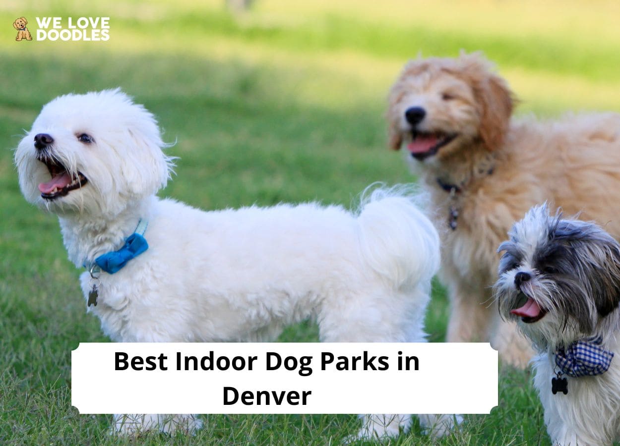 are there indoor dog parks