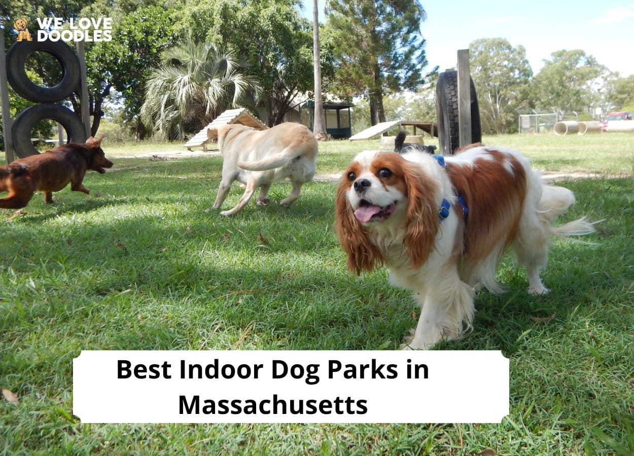 are there indoor dog parks