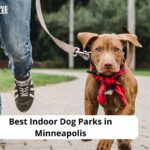 Indoor Dog Parks in Minneapolis