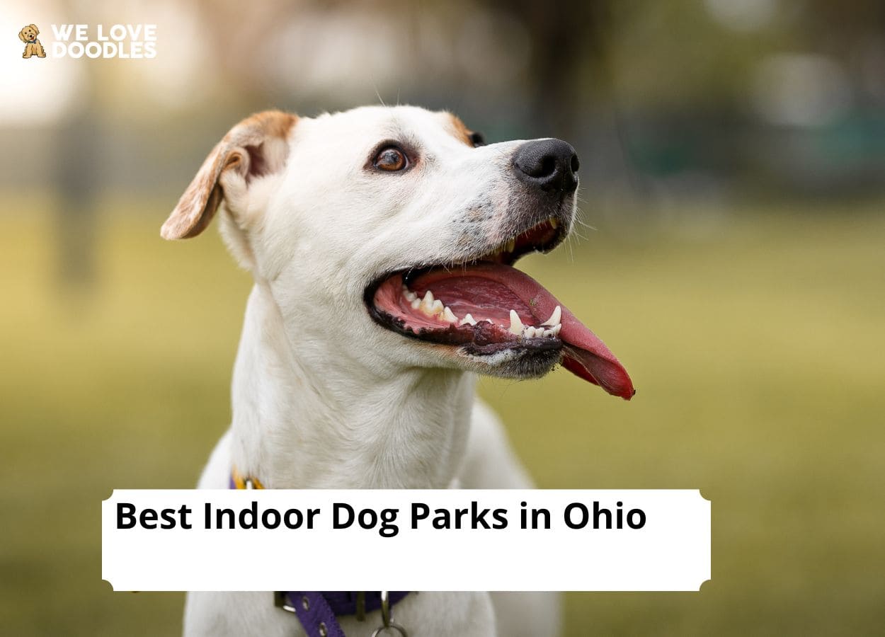 what is the best indoor dog